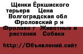 Щенки Ёркшиского терьера  › Цена ­ 6 000 - Волгоградская обл., Фроловский р-н, Фролово г. Животные и растения » Собаки   